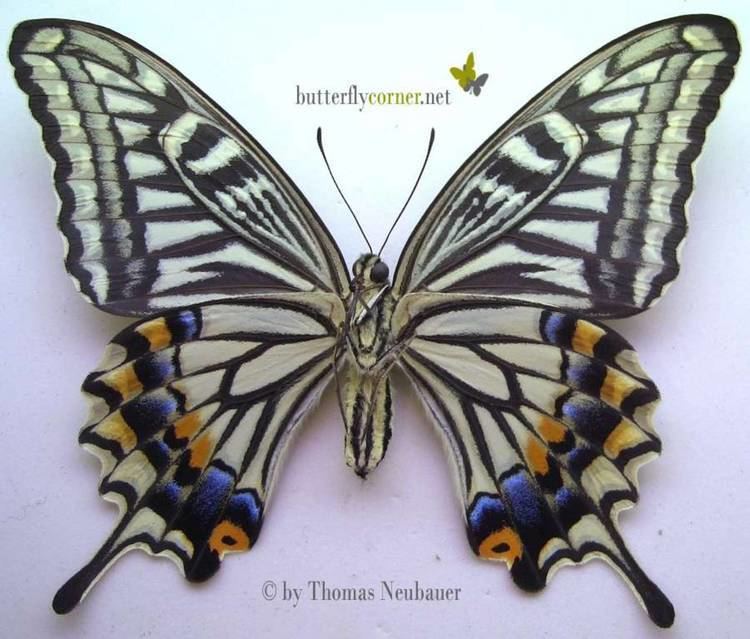 Papilio xuthus enbutterflycornernetfileadminprocessed8ec