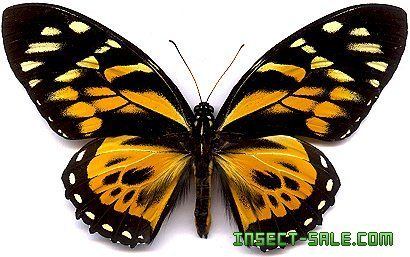 Papilio zagreus InsectSalecom Papilio zagreus Papiliozagreusjpg insect