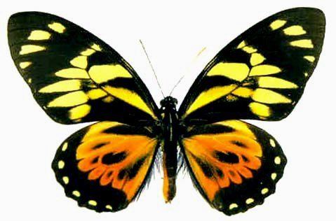 Papilio zagreus Pzagreus