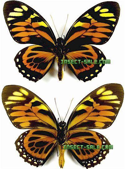 Papilio zagreus InsectSalecom Papilio zagreus batesi Papiliozagreusbatesi