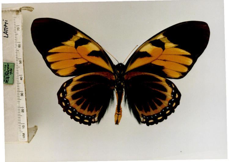 Papilio zagreus Pterourus zagreus chrysomelus type specimens