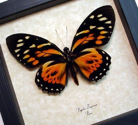 Papilio zagreus Papilio Zagreus real framed butterfly tiger striped Real Butterfly