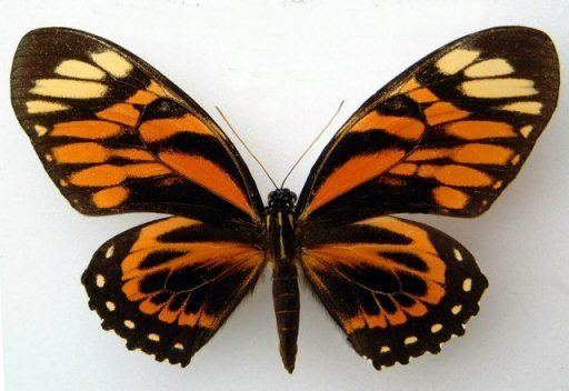 Papilio zagreus Pzagreus