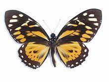 Papilio zagreus httpsuploadwikimediaorgwikipediacommonsthu