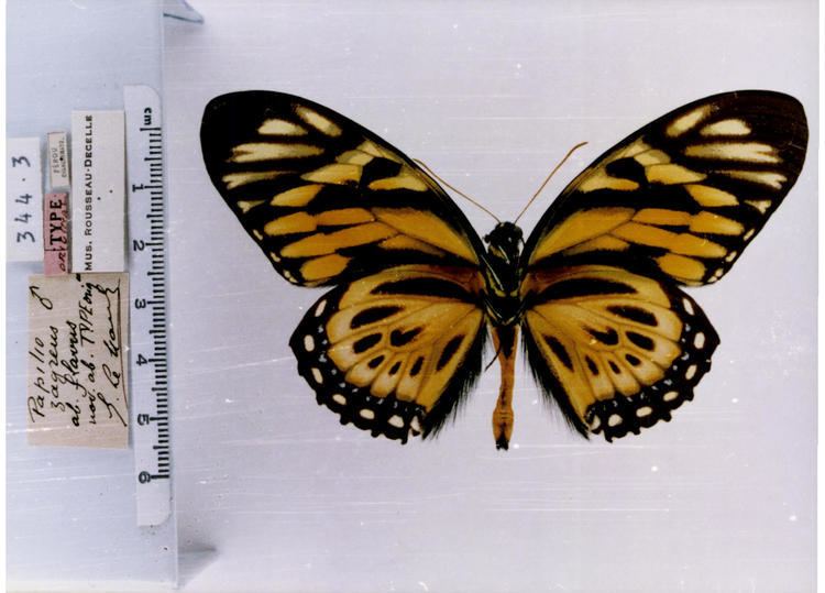 Papilio zagreus Pterourus zagreus chrysoxanthus type specimens