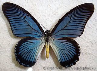 Papilio zalmoxis Papilio zalmoxis