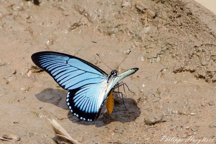 Papilio zalmoxis Papilio zalmoxis 2014111446351 Giant Blue Swallowtail O Flickr
