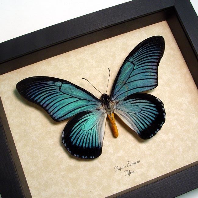 Papilio zalmoxis Real Framed Papilio zalmoxis Bold Blue Birdwing Butterfly From