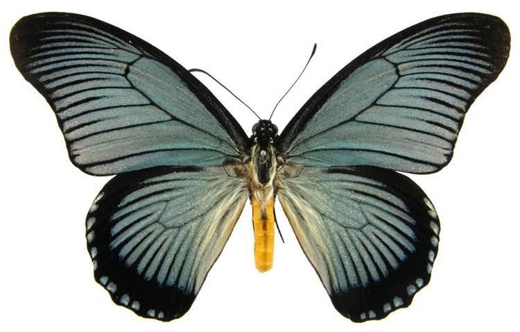 Papilio zalmoxis ButterflyCornernet Papilio zalmoxis Giant Blue Swallowtail