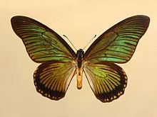 Papilio zalmoxis Papilio zalmoxis Wikipedia