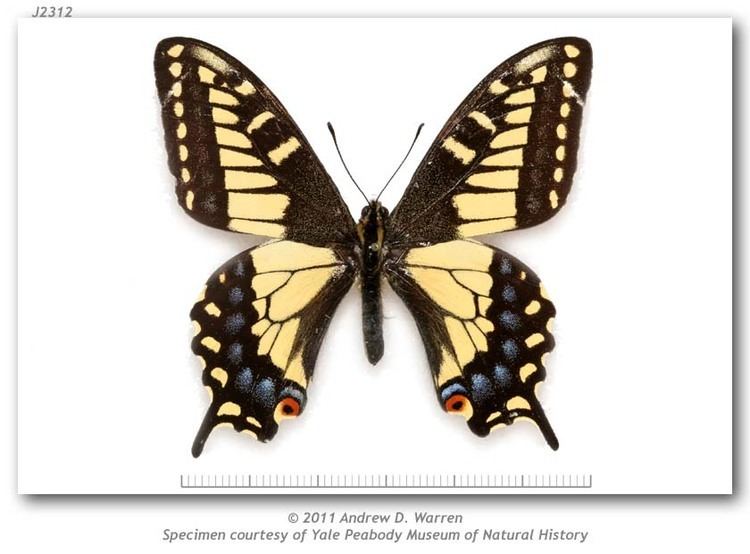 Papilio zelicaon Papilio zelicaon Lucas 1852