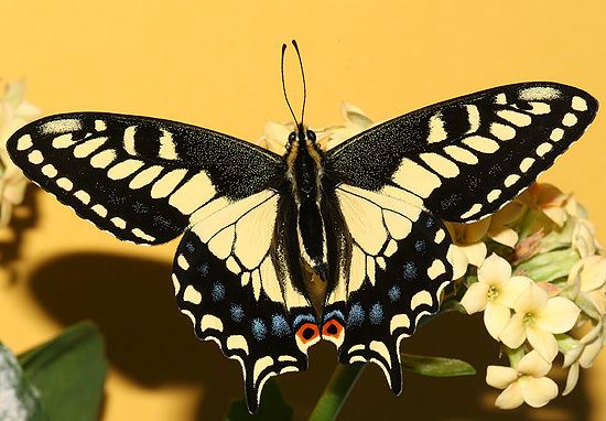 Papilio zelicaon Anise Swallowtail Papilio zelicaon nitra gothica form Papilio