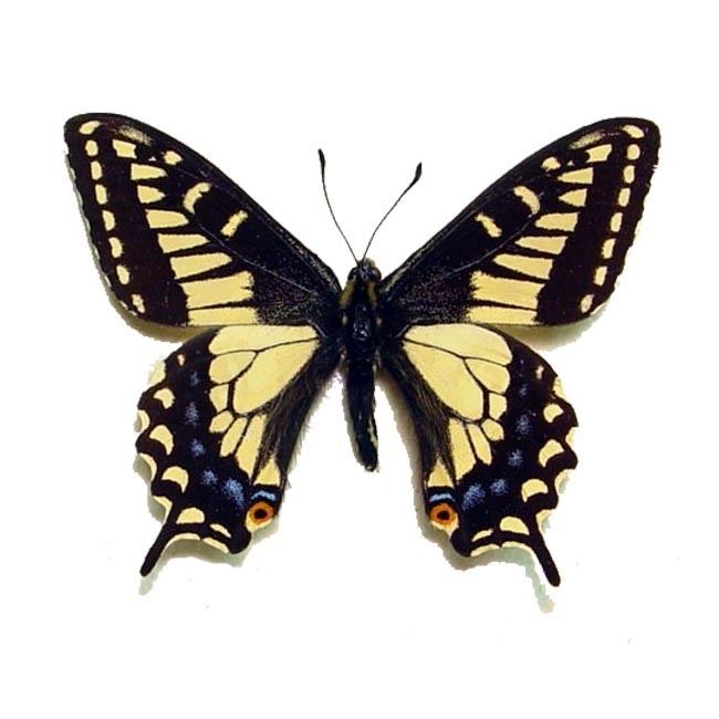 Papilio zelicaon httpswwwrealbutterflygiftscomwpcontentuplo
