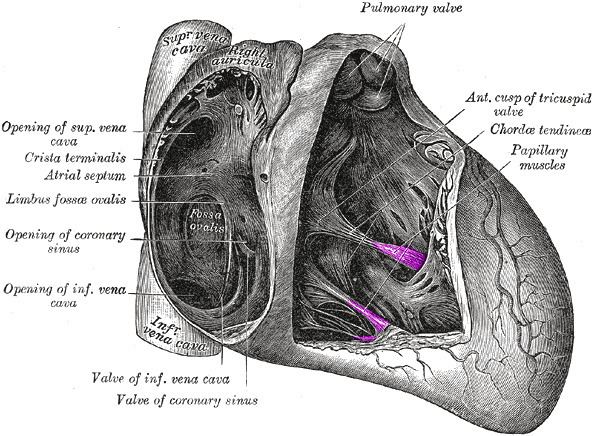 Papillary muscle