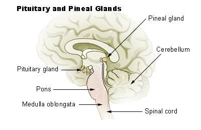 Papillary tumors of the pineal region