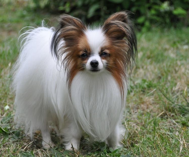 Papillon (dog) Papillon Dog Breed Pictures Information Temperament