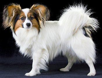 Papillon (dog) Caring For a Papillon Dog Advice You Can Trust