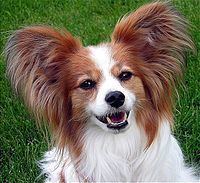 Papillon (dog) httpsuploadwikimediaorgwikipediacommonsthu