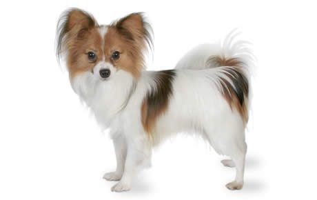 Papillon (dog) Papillon Dog Breed Information Pictures Characteristics amp Facts