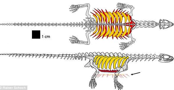 Pappochelys More data on the holotype of Pappochelys The Pterosaur Heresies