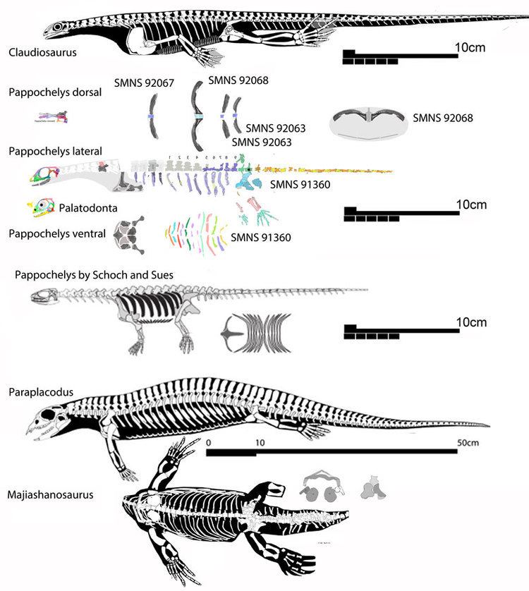 Pappochelys Pappochelys NOT a turtle ancestor not even close The Pterosaur
