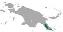 Papuan bandicoot httpsuploadwikimediaorgwikipediacommonsthu