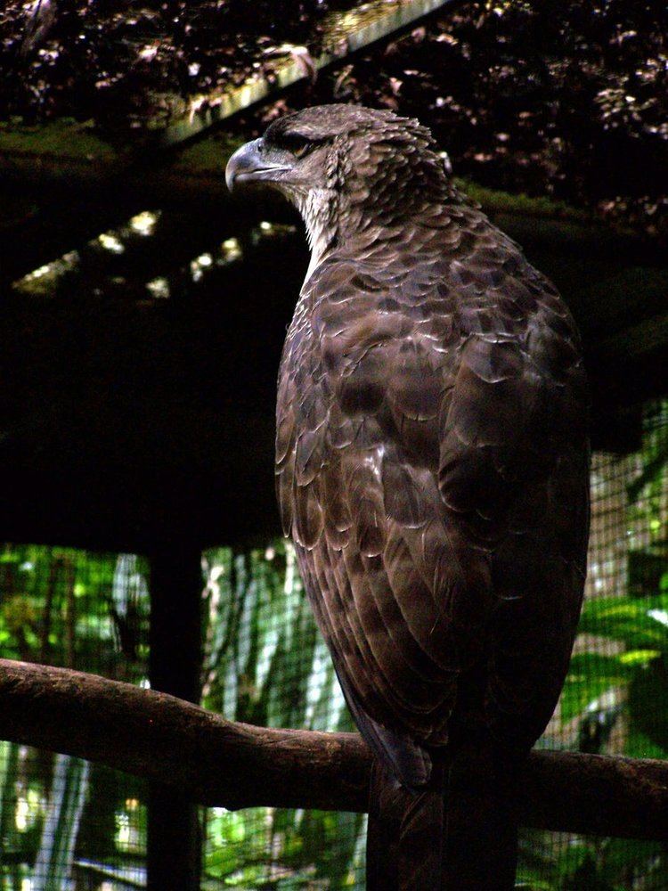 Papuan eagle A Papuan Eagle by YarnHoardingDragon on DeviantArt