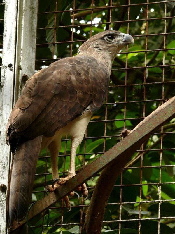 Papuan eagle Papuan Eagle Harpyopsis novaeguineae videos photos and sound