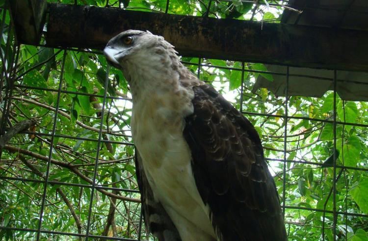 Papuan eagle Papuan Eagle Harpyopsis novaeguineae videos photos and sound