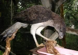 Papuan eagle More on Harpyopsis novaeguineae Papuan Eagle