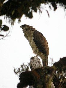 Papuan eagle httpsuploadwikimediaorgwikipediacommonsthu