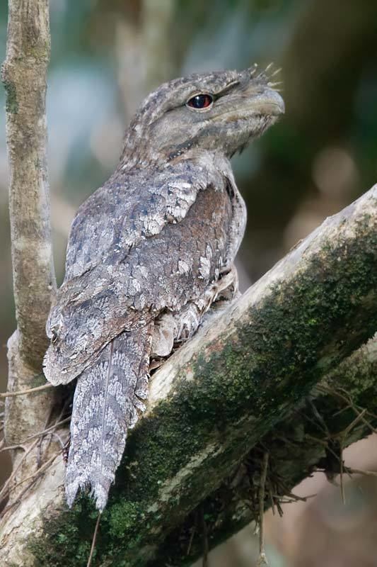 Papuan frogmouth Papuan Frogmouth Podargus papuensis