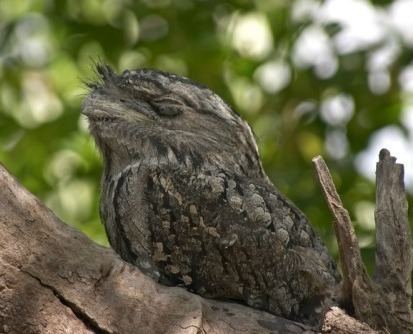 Papuan frogmouth Papuan Frogmouth Podargus papuensis Planet of Birds