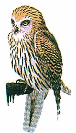 Papuan hawk-owl wwwplanetofbirdscomMasterSTRIGIFORMESStrigida