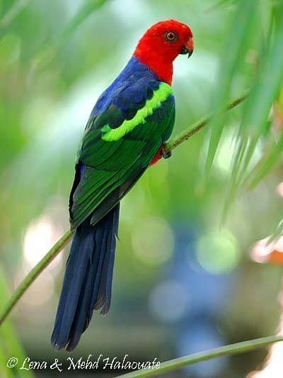 Papuan king parrot Papuan or greenwinged Kingparrot Alisterus chloropterus