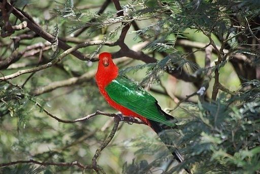 Papuan king parrot Papuan King Parrot World Parrot Trust