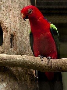 Papuan king parrot httpsuploadwikimediaorgwikipediacommonsthu