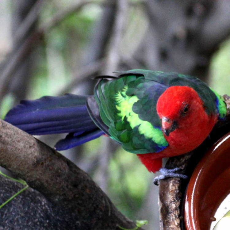 Papuan king parrot Papuan King Parrot