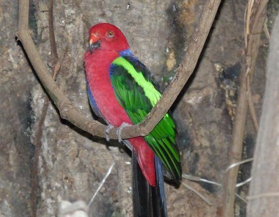 Papuan king parrot Parrocchetto reale di Papua Papuan Kingparrot Alisterus