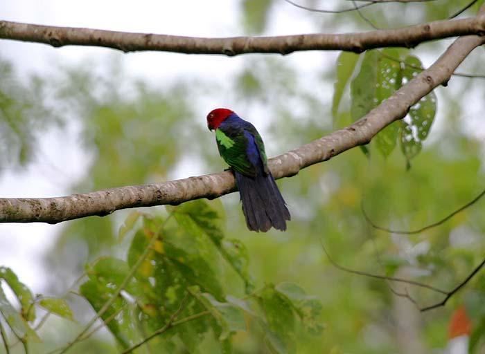 Papuan king parrot Papuan Kingparrot Alisterus chloropterus videos photos and sound