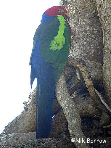 Papuan king parrot Papuan King Parrot Alisterus chloropterus Planet of Birds