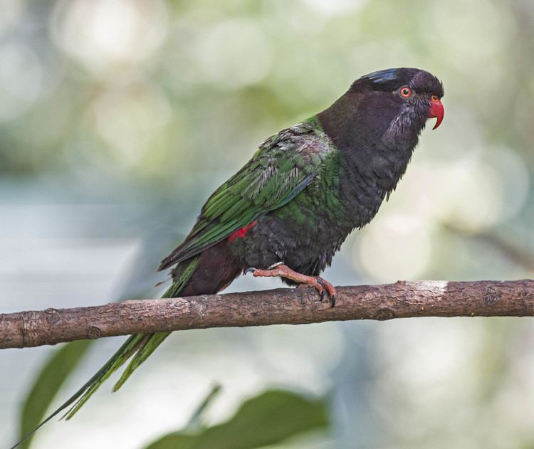 Papuan lorikeet Pictures and information on Papuan Lorikeet