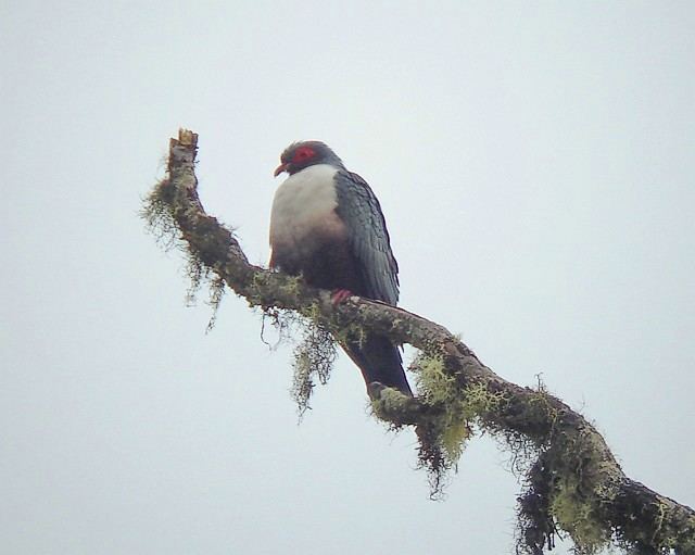 Papuan mountain pigeon orientalbirdimagesorgimagesdatapapuanmountain