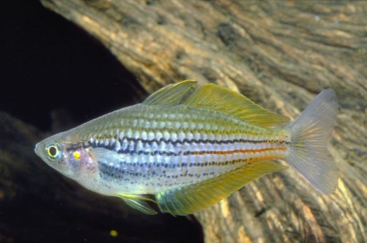 Papuan rainbowfish rainbowfishangfaqldorgauMpapua20Sogeri20Pl