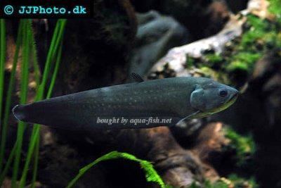 Papyrocranus afer A page dedicated to keeping Reticulate knifefish Papyrocranus afer