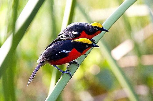 Papyrus gonolek Papyrus Gonolek Kibale NP H8O430951 Francesco Veronesi Flickr