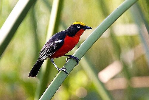 Papyrus gonolek Blackheaded Gonolek a gallery on Flickr