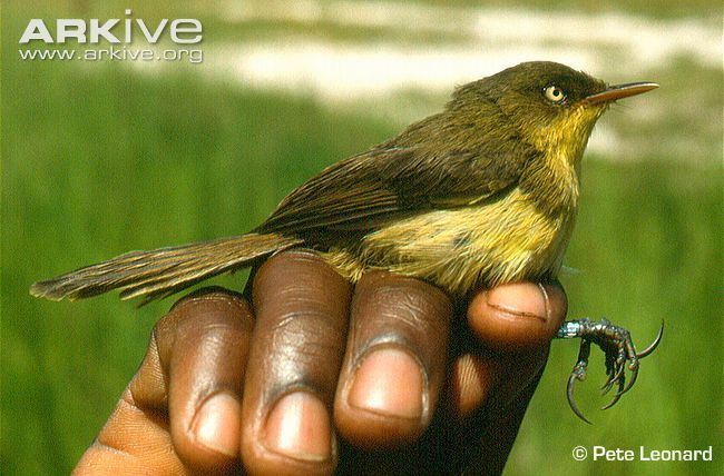 Papyrus yellow warbler Papyrus yellow warbler photo Chloropeta gracilirostris G28198