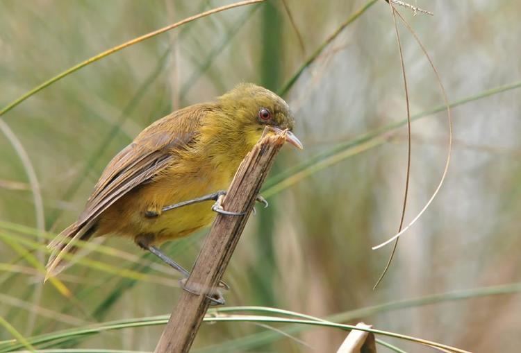 Papyrus yellow warbler Papyrus Yellow Warbler Chloropeta gracilirostris videos photos