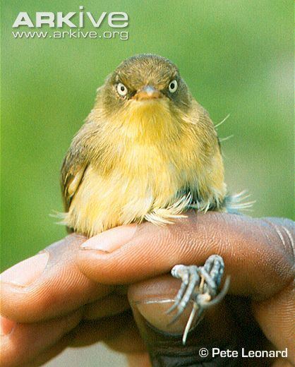 Papyrus yellow warbler cdn2arkiveorgmedia91915FFA113F3341CC980D5